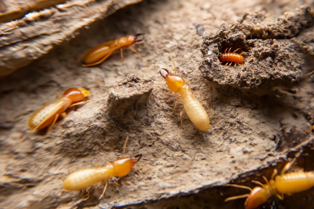 A wooden surface infested with termites in their nest, illustrating the necessity for pest control in Austin, TX.
